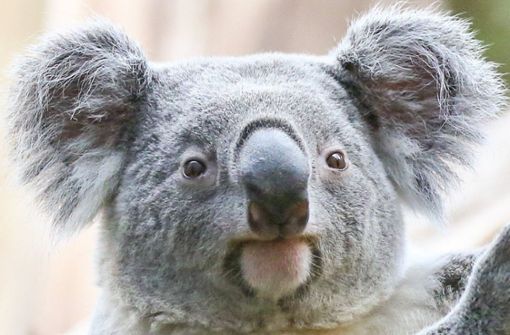 Tinaroo heißt der neue Koala im Leipziger Zoo. Foto: dpa