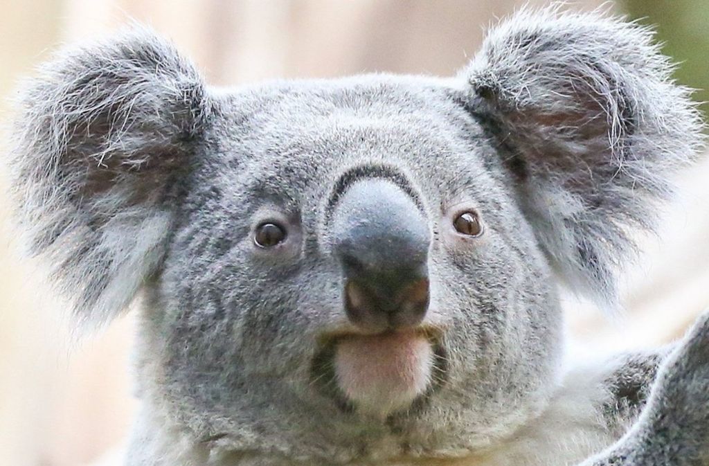 Tinaroo heißt der neue Koala im Leipziger Zoo.