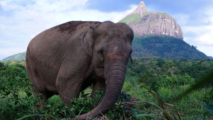 Seltener Elefant tot und mit entferntem Rüssel gefunden