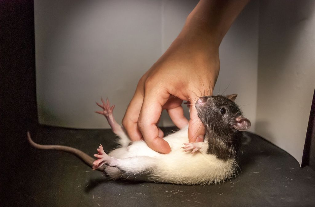 In Berlin haben Neurobiologen nun Ratten gekitzelt, um herauszufinden, warum manche Lebewesen darauf reagieren.