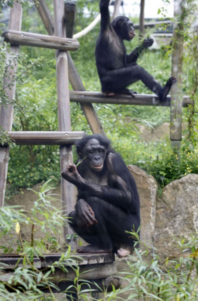 Die Bonobos erkunden neugierig ihre neues Außengehege.