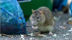Ratten im Neubau-Areal wecken Urängste
