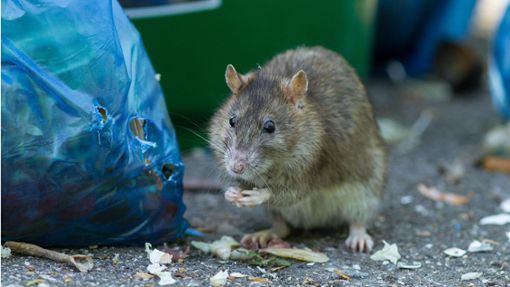 Ratten übertragen Erreger. Foto: Max Radloff