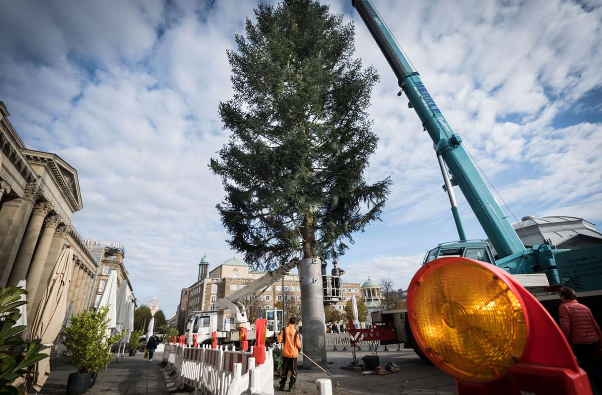 Bei mildem Novemberwetter wird der Baum auf Stuttgarts zentralstem Platz aufgestellt.