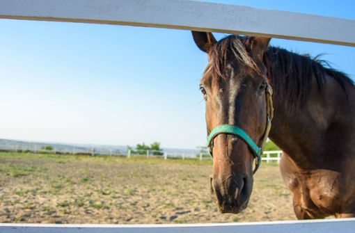 Peta fordert ein „behördliches Register“, um Pferdequälern besser auf die Spur zu kommen. Foto: Imago Images/Shotshop/Madhourse via www.imago-images.de