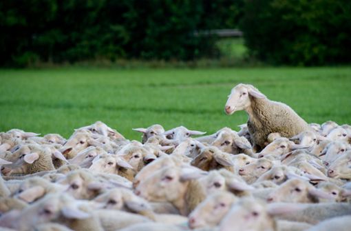 Schafe auf einer Wiese   in Markgröningen: Knapp die Hälfte der Fläche Baden-Württembergs wird landwirtschaftlich genutzt. Foto: dpa