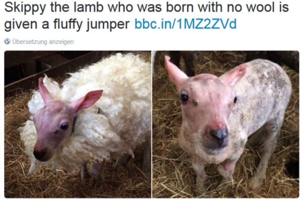Das Schaf Skippy hat von seiner Besitzerin eine Art Woll-Kleid bekommen. Foto: BBC South Today
