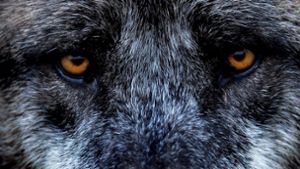 Der Wolf ist zurück in Deutschland – aber wie gefährlich ist das? Foto: dpa
