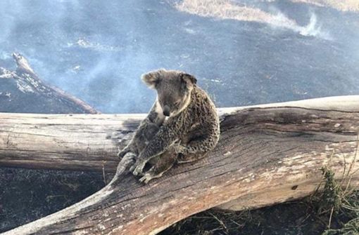 Wahre Mutterliebe: Die Koala-Mutter schmiegt sich inmitten der verkohlten, noch rauchenden Vegetation schützend um ihr Jungtier. Foto: Wildcare Australia