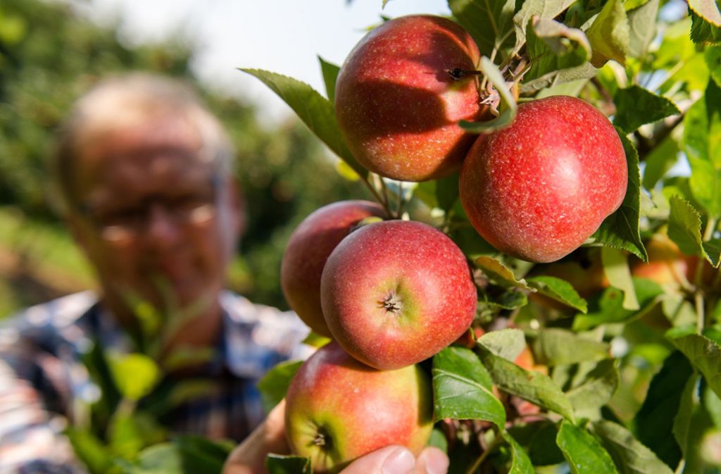 Ab April 2018 seien so gut wie keine Äpfel aus Baden-Württemberg mehr zu kaufen gewesen. Foto: dpa