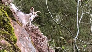 Die Ziege hatte in einer steilen Felswand festgesteckt Foto: dpa/Bergwacht Miltenberg