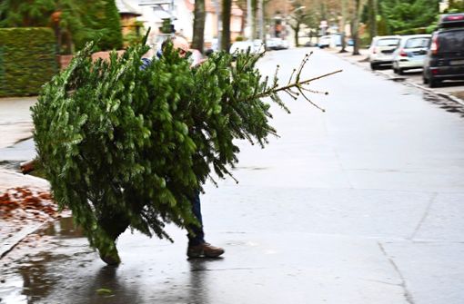 Weihnachtsbaum-Kehraus: Ausgediente Bäume müssen abgeschmückt werden. Foto: imago images/Petra Schneider