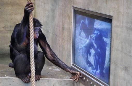 Welches Fernsehprogramm bevorzugen die Bonobos in der Wilhelma? Die Menschenaffen könne zwischen verschiedenen Filmen wählen. Eine Studie soll jetzt ihr Fernsehverhalten an den Tag bringen. Foto: Wilhelma
