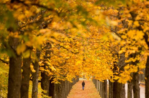 Herbstspaziergang, Pilzesammeln oder einfach nur die Sonne genießen: das Wochenende in Stuttgart und der Region wird freundlich. Foto: dpa