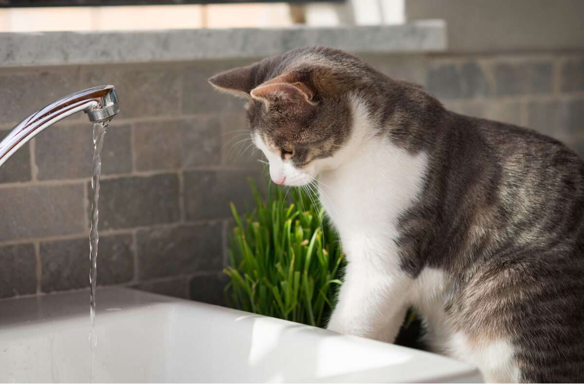 Anders als Hunde meiden Katzen den Kontakt mit Wasser. Warum sind Katzen wasserscheu? Die Gründe erfahren Sie hier.