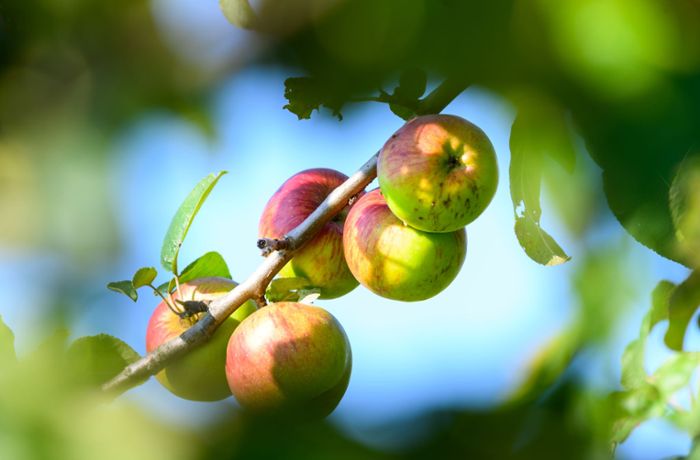 Obstbäume in Filderstadt: Hier darf kostenlos geerntet werden