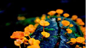 Ein invasiver orangefarbener Porenpilz, der unbekannte ökologische Folgen für australische Ökosysteme hat. Das Bild ist der Gewinner des Fotowettbewerbs „BMC Ecology and Evolution 2023“. Foto: Cornelia Sattler/Springernature/dpa