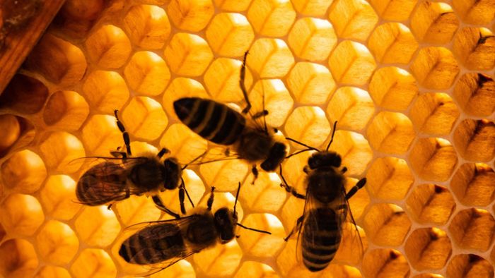 Innenministerium gibt grünes Licht für Bienen-Volksbegehren