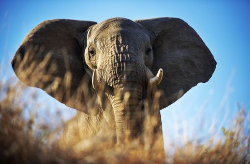 Ein Elefant knöpfte sich in Südafrika eine GoPro-Kamera vor. Foto: imago images/VWPics/Sergi Reboredo