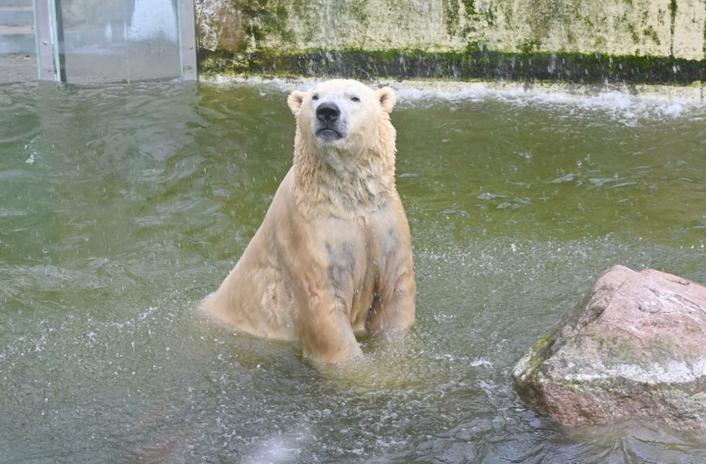 Der 3,60 Meter große Eisbär „Vitus“ soll im Fall des Falles zuletzt auf die Schlachtbank kommen. Foto: dpa/Carsten Rehder