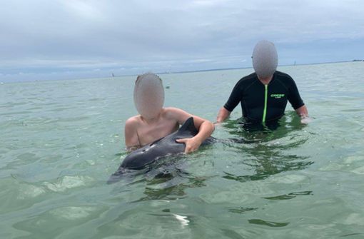 Badegäste hatten den kleinen Schweinswal eingekesselt und gestreichelt. Foto: dpa
