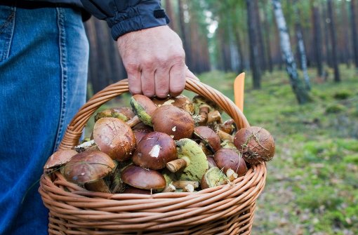 Pilzesammeln ist gar nicht so einfach, wie man denkt, denn im Wald lauern unzählige Verwechslungsgefahren. Foto: dpa