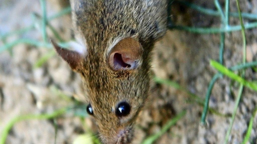 Rattenbekämpfung: Kleine Nager mit großer Fressgier