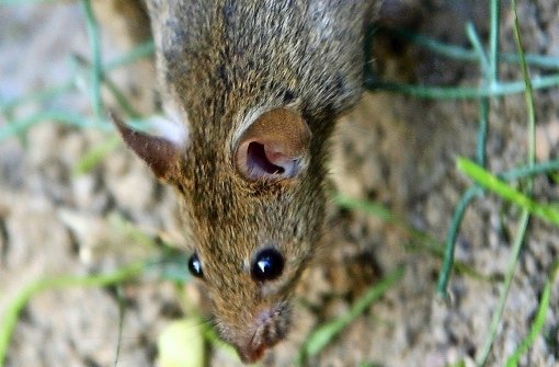 Die Ratte sieht zwar putzig aus, sie ist jedoch Überträger von Krankheiten Foto: dpa-Zentralbild