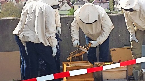 Die Libero-Teilnehmer erledigen Renovierungsarbeiten und betreiben zwei Bienenstöcke. Jüngst konnte der erste Honig geerntet werden. Foto: privat