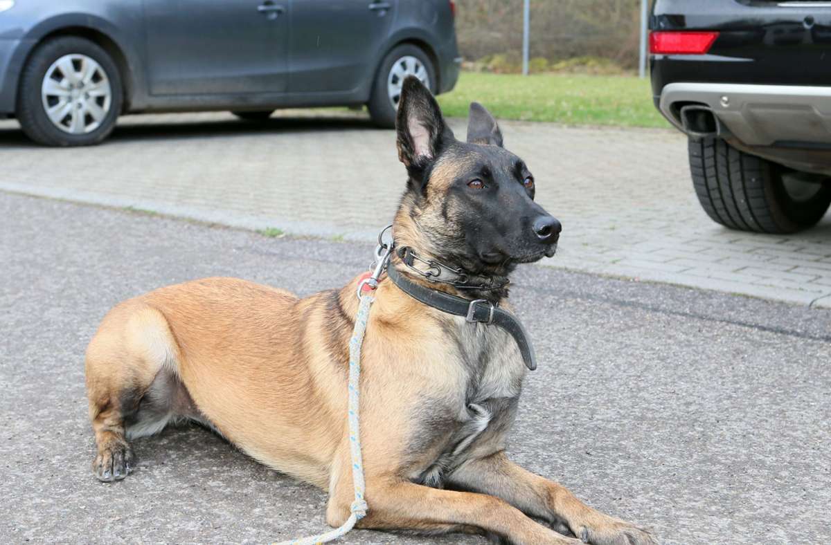 Mutmaßlich war es ein Belgischer Schäferhund (Symbolbild), der am Sonntag in Unterjettingen den Hund einer 21-Jährigen und danach die Frau selbst angegriffen hat. Foto: Eky Eibner/Eky Eibner