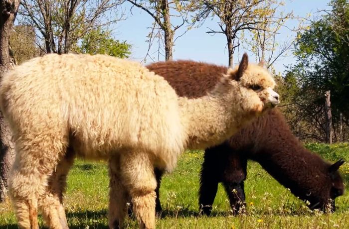 Württemberg Alpakas in Stuttgart: So leben die flauschigen Tiere fernab der Anden