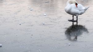 „Schwan“ auf zugefrorenem See narrt Polizei