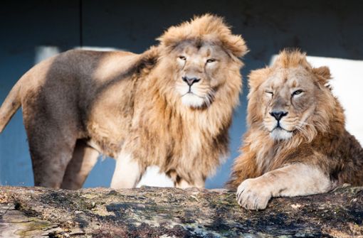 Die beiden jungen asiatischen Löwen Shapur und Kajal waren 2017 der Publikumsmagnet der Wilhelma. Foto: dpa