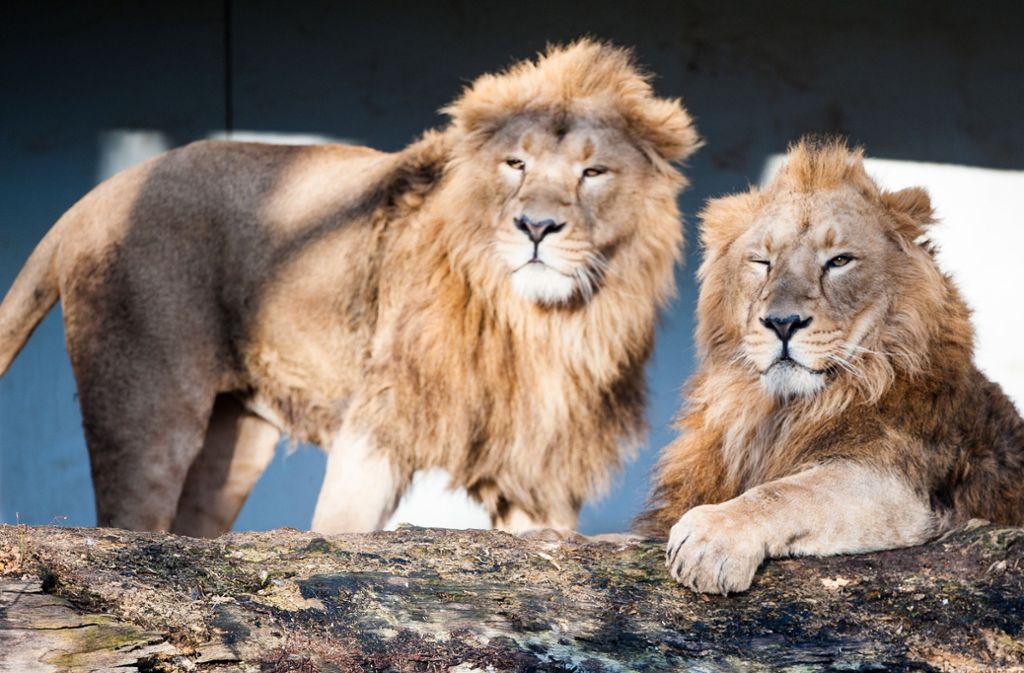 Die beiden jungen asiatischen Löwen Shapur und Kajal waren 2017 der Publikumsmagnet der Wilhelma.