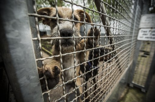 Den Hunden im Tierheim Botnang ist’s egal, ob Stadt und Tierschutzverein einen neuen oder modifizierten Vertrag abschließen – Hauptsache, das Tierheim bleibt bestehen. Foto: Leif Piechowski
