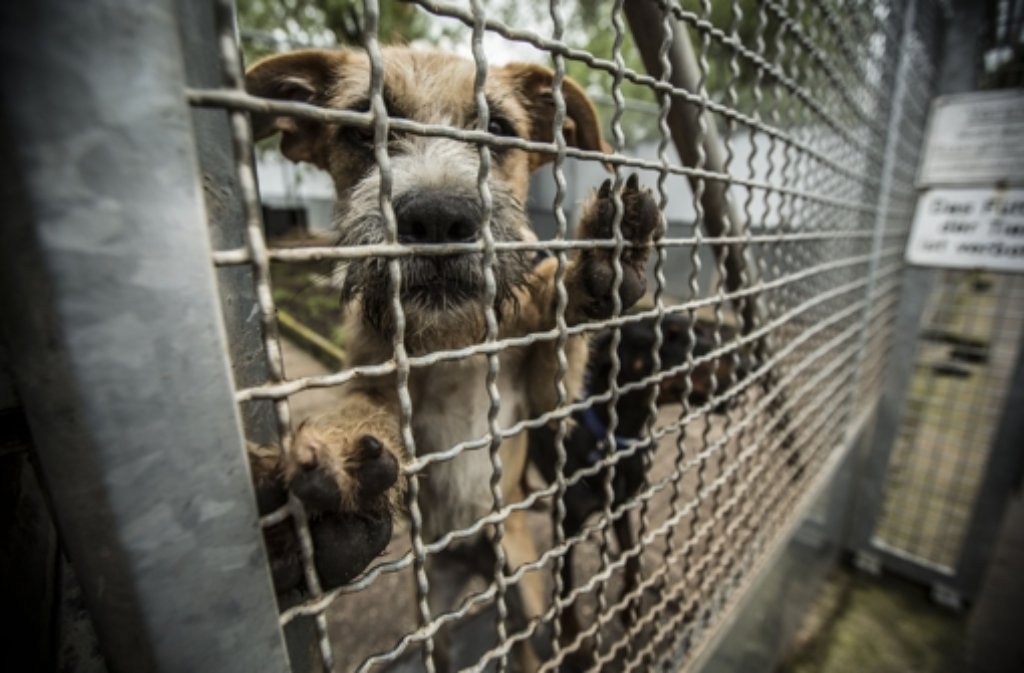 Den Hunden im Tierheim Botnang ist’s egal, ob Stadt und Tierschutzverein einen neuen oder modifizierten Vertrag abschließen – Hauptsache, das Tierheim bleibt bestehen.
