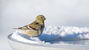 Vogeltränke im Winter – Diese Möglichkeiten gibt es