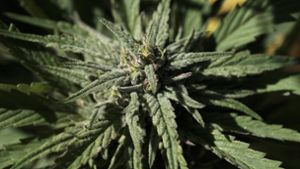 Es wird geprüft, ob zwei Minderjährige in Bad Cannstatt Marihuana-Pflanzen angebaut haben (Symbolbild). Foto: AP
