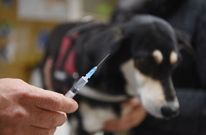 Wie oft ist Impfung gegen Tollwut bei Hunden nötig?