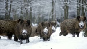 Die Sorge vor einer starken Vermehrung von Wildschweinen wächst. Foto: dpa/Blickwinkel