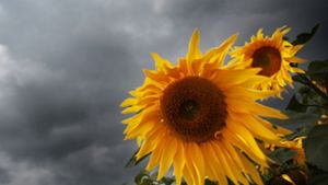 Die Sonnenblume neigt zu Krankheiten – das will man an der Uni Hohenheim ändern. Foto: dpa