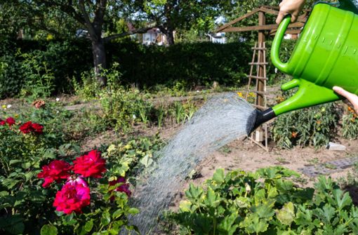 Auch fürs Blumengießen darf bis Ende August kein Wasser mehr aus Gewässern im Kreis Esslingen geschöpft werden. Foto: dpa/Hendrik Schmidt