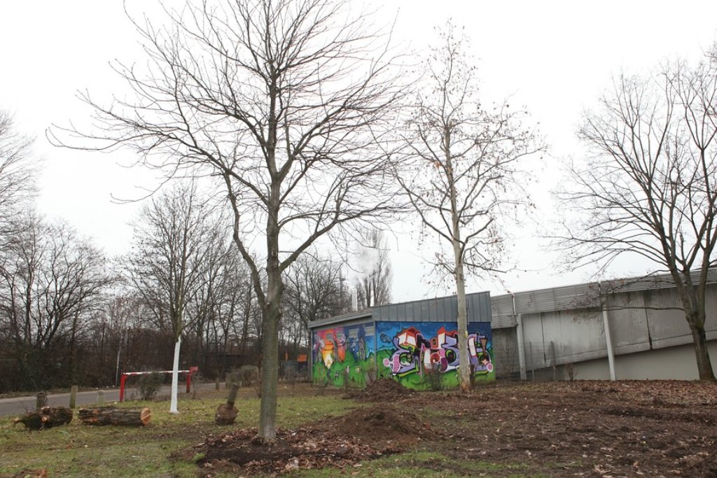 Vom Kurt-Georg-Kiesinger-Platz zum Cannstatter Wasen: Fünf von 16 Bäumen sollen hier weiter wachsen. Foto: Beytekin