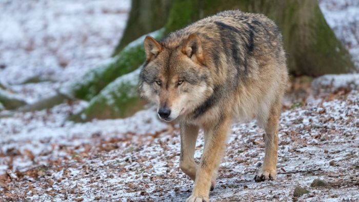 Wölfe reißen Hündin in Ostsachsen