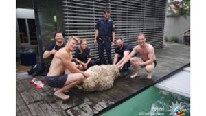 Polizei rettet ertrinkendes Schaf
