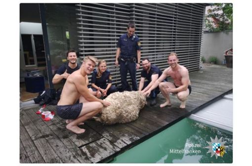Ein Schaf und sein Lebensretter von der Polizei Mittelfranken. Foto: Screenshot Twitter