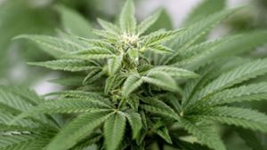 Die Blüten der Cannabispflanzen enthalten mehr Wirkstoff als die Blätter. Foto: Orange County Register via ZUMA