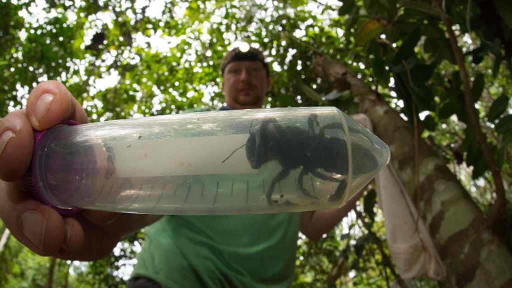 Riesenbiene: Größte Biene der Welt wiedergefunden