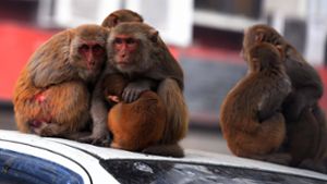 Freie Fahrt für Olaf Scholz: Indien verscheucht wilde Affen