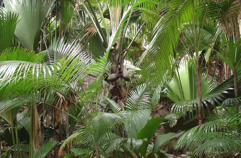 So üppig wie hier der Wald „Vallée de Mai“ auf der Seychellen-Insel Praslin wird ein Palmengarten hierzulande eher nicht wachsen. Doch es gibt einige Sorten, die auch Minusgrade überstehen und sich für Gärten in Mitteleuropa eignen.